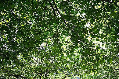 卡牌之声系列新作泄露 副标题及主视图揭晓